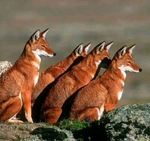 WhatsApp Image 2026 08 16 at 8.46.58 PM Landscape Ethiopia Tours Discover Ethiopia. Experience the Extraordinary.