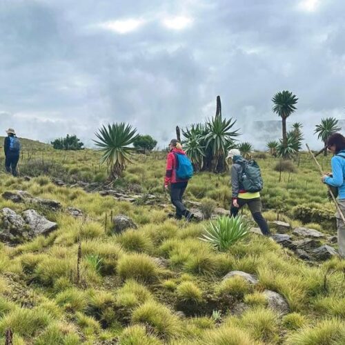 WhatsApp Image 2026 08 17 at 8.45.35 AM 3 e1786948341498 Landscape Ethiopia Tours Discover Ethiopia. Experience the Extraordinary.