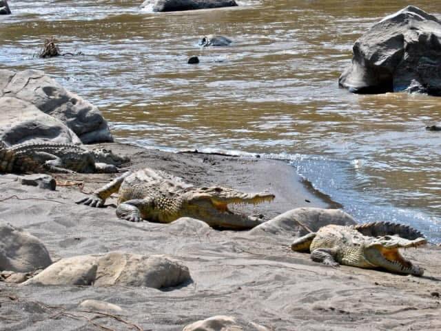 Awash National Park Wildlife & Nature Escape 7 WhatsApp Image 2026 08 24 at 1.38.33 PM 2 Landscape Ethiopia Tours Discover Ethiopia. Experience the Extraordinary.