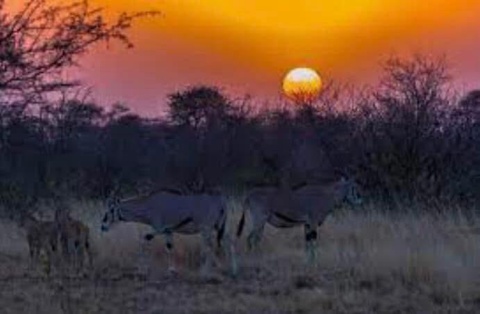 Awash National Park Wildlife & Nature Escape 3 WhatsApp Image 2026 08 24 at 1.38.33 PM Landscape Ethiopia Tours Discover Ethiopia. Experience the Extraordinary.