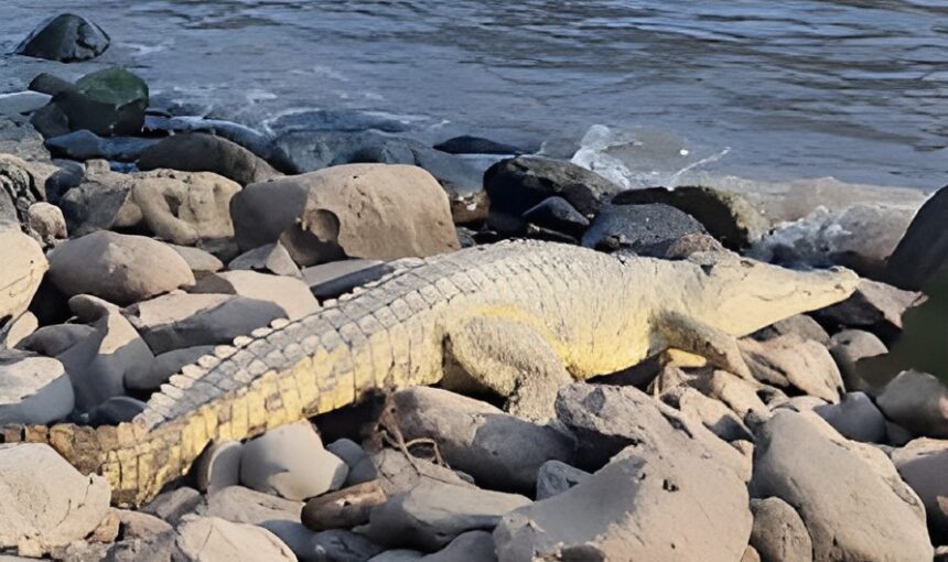 Awash National Park Ethiopia: Wildlife, Waterfalls and the Wild Heart of the Rift Valley